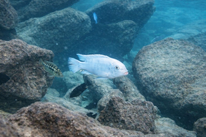 Maylandia callainos 'Mara Rocks'